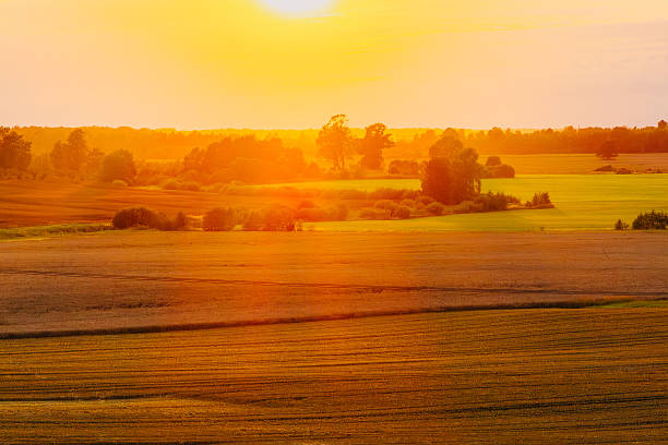 istock Golden Sunset Over Expansive Agricultural Fields and Crops 2239306015