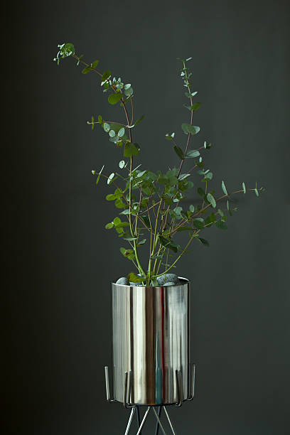 istock Modern indoor decor with Eucalyptus cinerea (Silver Dollar Eucalyptus) in a reflective steel planter, set against a dark grey background. Contemporary botanical styling for elegant home design and creative visual projects. 2239306901