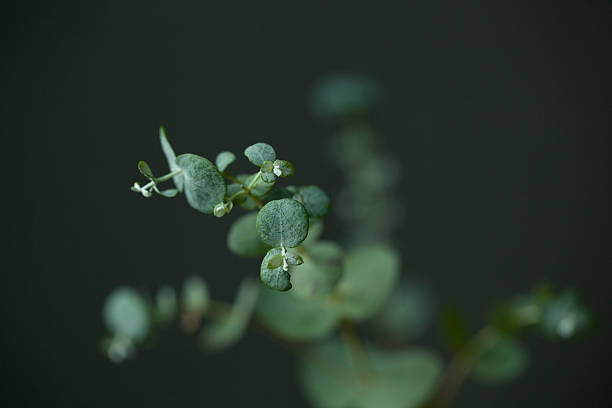 istock Macro Shot of Silver Dollar Eucalyptus Leaves with Soft Focus 2239306917