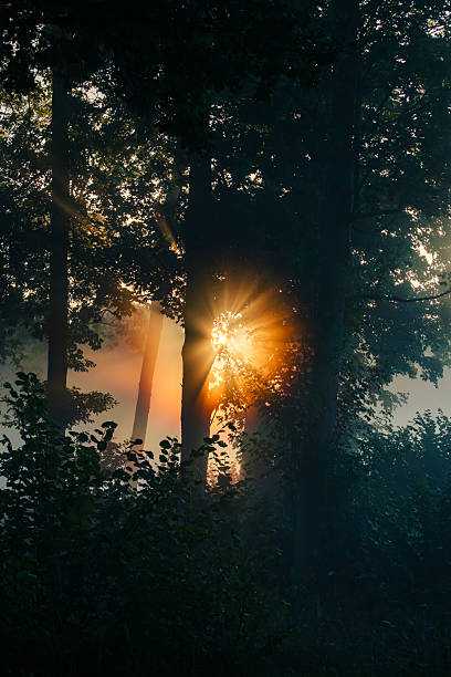 istock Misty Morning in the Forest with Sun Rays Shining through the Trees 2239306951