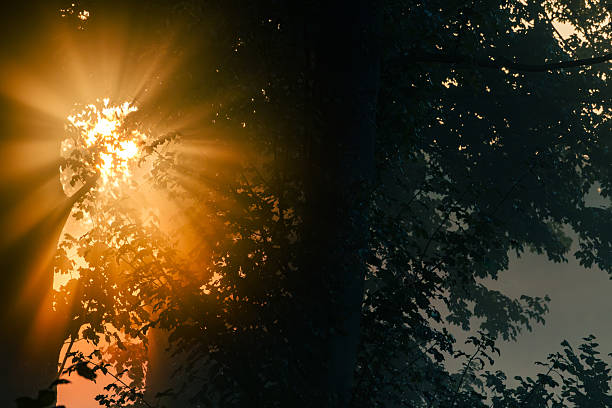 istock Misty Forest Morning with Sun Rays on the Left Edge of the Frame 2239306955