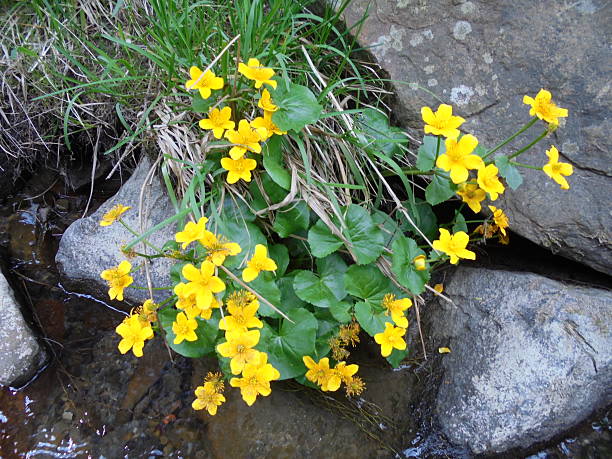 Bright yellow marsh marigolds (Caltha palustris) clustered on a rocky riverbank and shallow stream, glossy round leaves, spring wetland wildflower close-up for nature/botanical stock