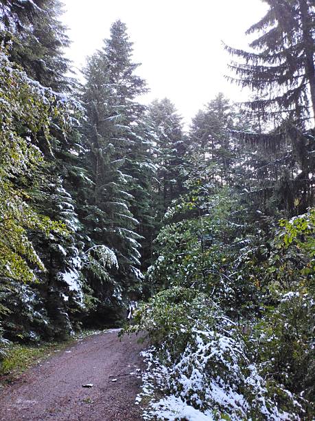 istock Beautiful nature photos 2239310449