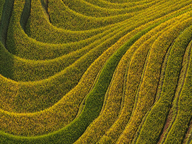 Landscape with green plowed farm fields
