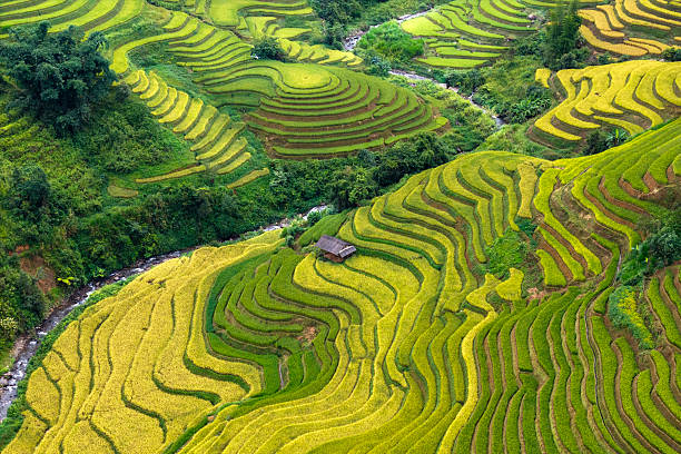 istock Rice terraces curve at Mu Cang Chai,Vietnam. 2239316143