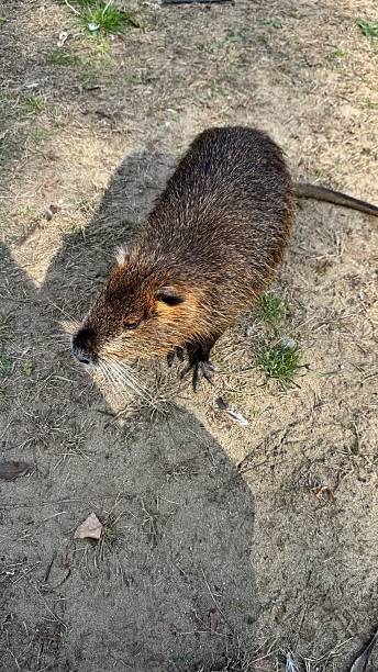 istock aquatic nutria on the shore 2239316740