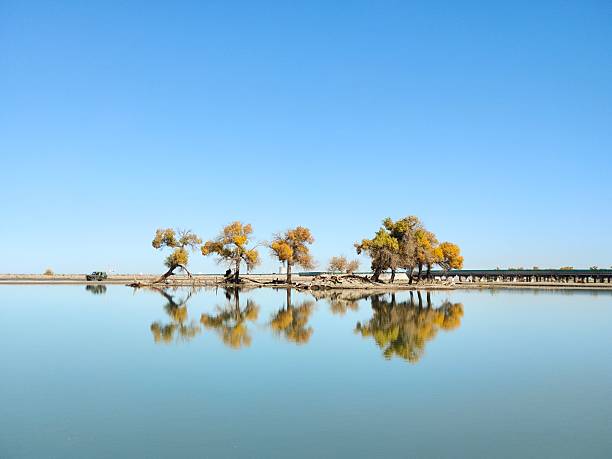 istock Autumn Populus Euphratica forest in Ejina, Inner Mongolia, China 2239317004