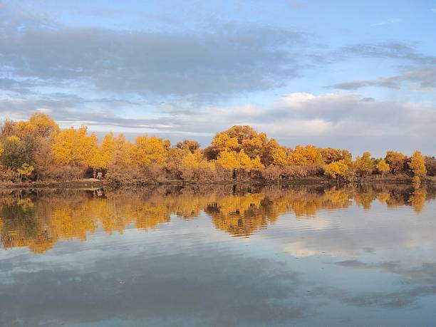 istock Autumn Populus Euphratica forest in Ejina, Inner Mongolia, China 2239317144