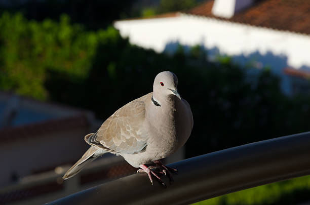 istock A beautiful collared dove with soft gray-brown plumage and striking red eyes perches on a metal railing in the foreground. 2239318790