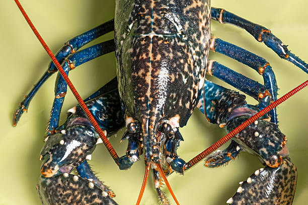 istock Blue lobster close-up, beautiful seafood 2239320162