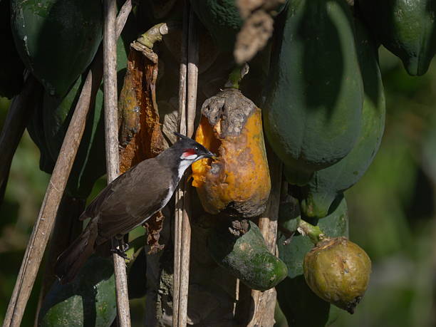istock Bird eating ripe papaya on tree 2239320375