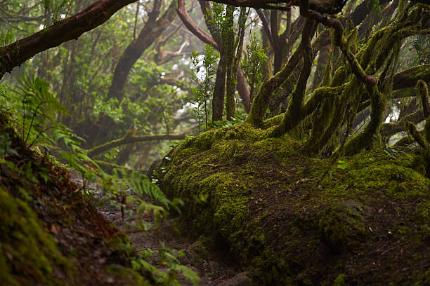 istock Mossy laurisilva trees in Anaga, Tenerife 2239320596