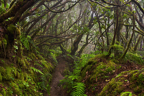 istock Mossy laurisilva trees in Anaga, Tenerife 2239320601