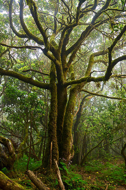 istock Laurisilva forest in Anaga 2239320618