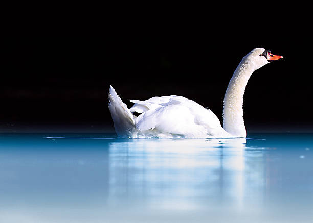 istock Elegant Swan on Mirror-Smooth Water Against a Dark Background 2239320660