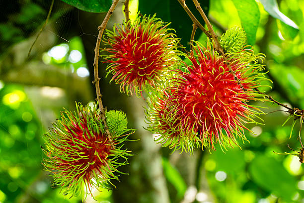 Closeup of ripe rambutan fruits hanging from a lush tree.