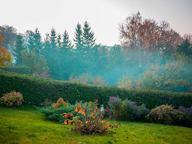 istock smoke, fog in the garden 2239322895