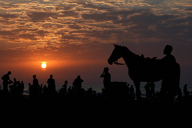 Silhouette of a horse  at the sunset