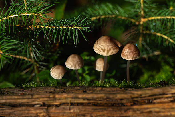 Cluster of delicate bonnet mushrooms (Mycena) growing on a mossy log under spruce branches in the forest of Apuseni Mountains, Romania