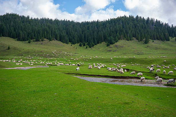 britisch sheep with black heads in green grassy meadows of south devon in the uk