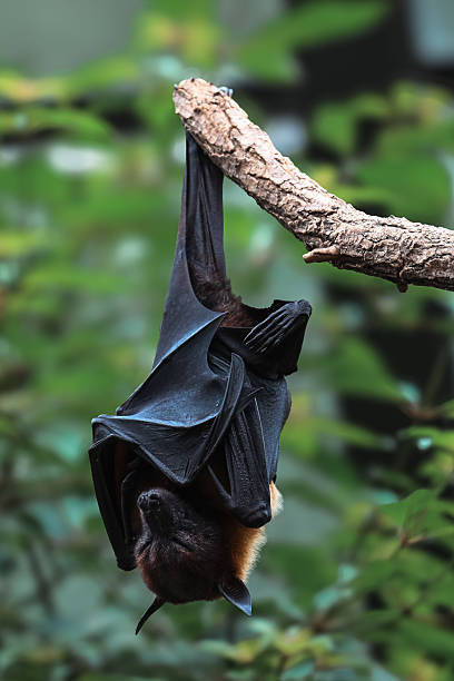 istock Bat hanging upside down on tree branch in natural environment 2239323661