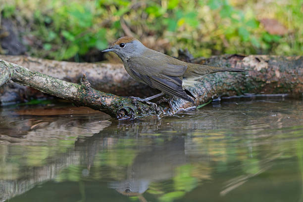 istock Female blackcap reflected in the water 2239324172