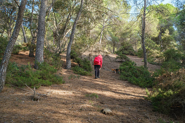 istock Person and dog hiking through sunlit forest 2239326921