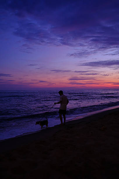 istock Man walking dog on beach capturing stunning sunset sky 2239327359