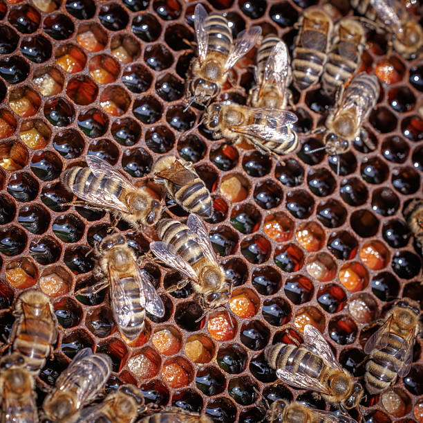 close-up little insects. High quality photo