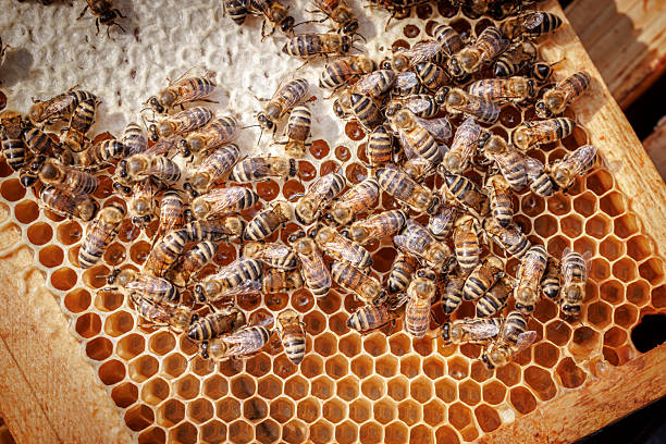 istock Honey Bees working on honeycomb close-up shot. 2239329329