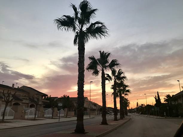 Beautiful evening view of a quiet residential street lined with tall palm trees under a colorful twilight sky. Captures warm coastal atmosphere, perfect for travel, vacation, and Mediterranean lifestyle themes.
