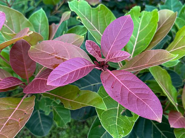 istock A green and red leafy plant with a purple leaf 2239331870