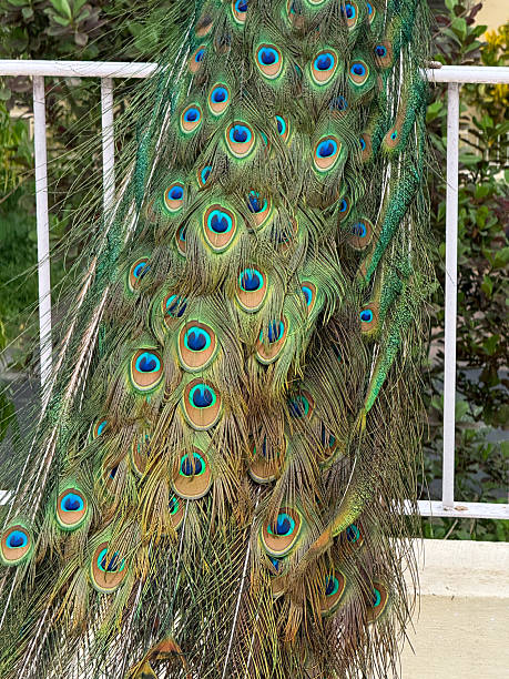 istock A peacock with its tail spread out, showing off its beautiful blue 2239333038