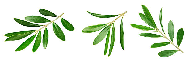 istock Set olive green leaves isolated on white background 2239337626