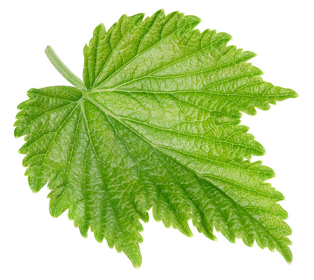 istock Black currant leaves isolated on a white background Clipping Path 2239337639