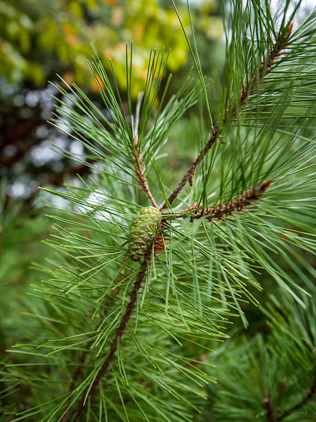 istock Close-up of Pine Needles and Developing Cone in Fresh Green Detail 2239337861