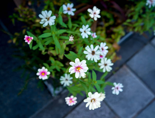 Close-up shot of female's hand touching white flowers at a park. Happy woman relaxing in nature.