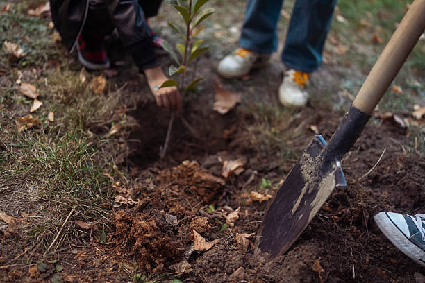istock Outdoor tree planting activity using shovel and hands in soil with surrounding grass and leaves 2239339810