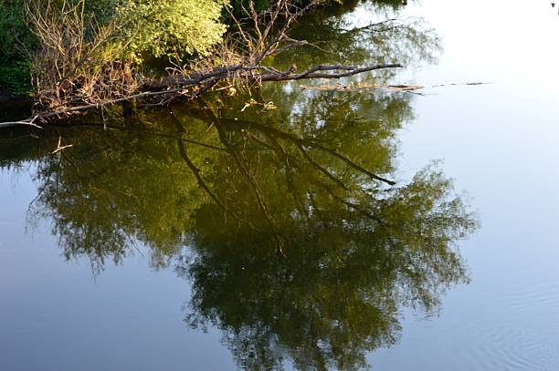 reflection of plants in the water