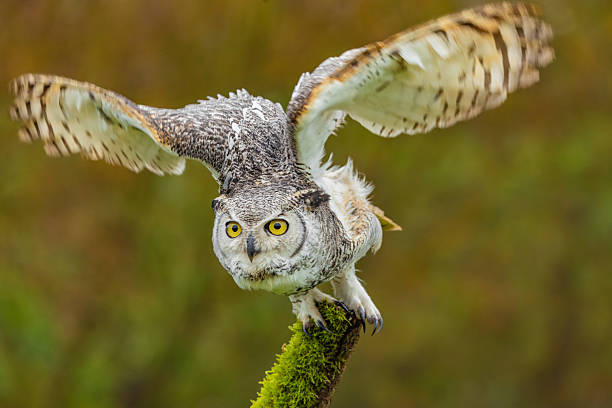 istock Great Horned Owl Perched in the Wild 2239343245