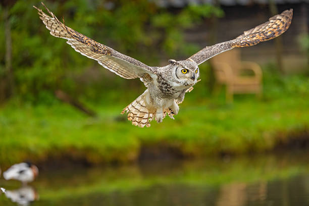 istock Great Horned Owl Perched in the Wild 2239343286