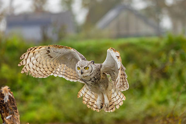 istock Great Horned Owl Perched in the Wild 2239343878