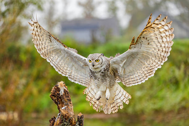 istock Great Horned Owl Perched in the Wild 2239343881