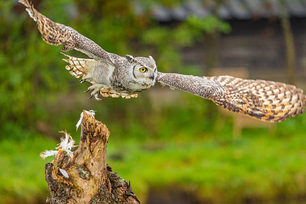 istock Great Horned Owl Perched in the Wild 2239343932