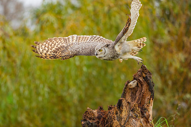 istock Great Horned Owl Perched in the Wild 2239343949