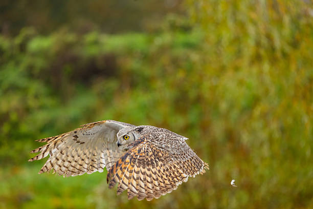 istock Great Horned Owl Perched in the Wild 2239343999