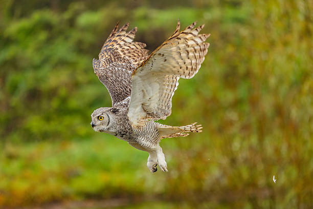 istock Great Horned Owl Perched in the Wild 2239344012