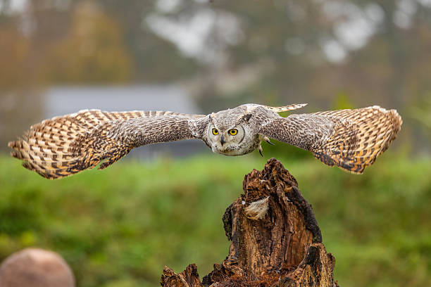 istock Great Horned Owl Perched in the Wild 2239344053