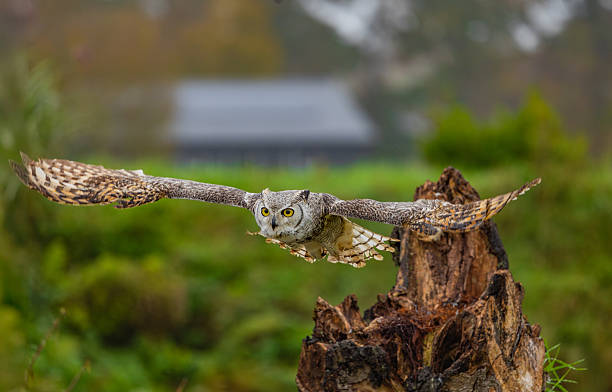 istock Great Horned Owl Perched in the Wild 2239344057