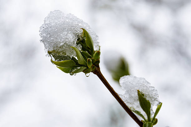 Macro photograph of a small green sprout with ice crystals and snow. Symbol of new life, rebirth, and resilience of nature. Dark blurred background emphasizes the freshness of the plant.